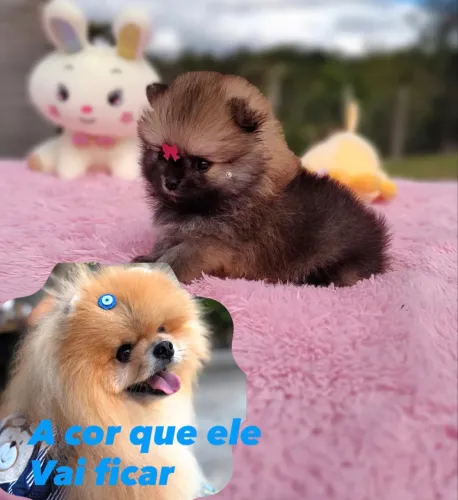 Garotinho Lulu da pomerania