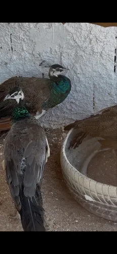 Galinha azul
