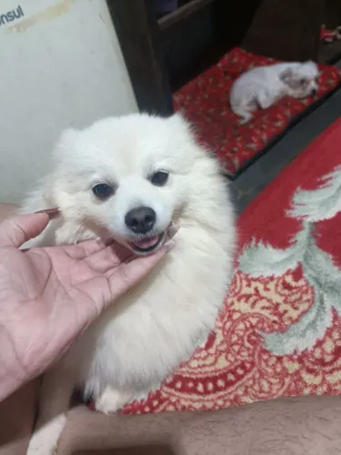 Venda de cachorrinha lulu da Pomerânia