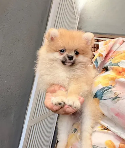 Spitz alemão anão vacinado 