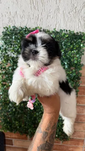 Lindas filhotes de shih tzu fêmeas mini - Vacinadas