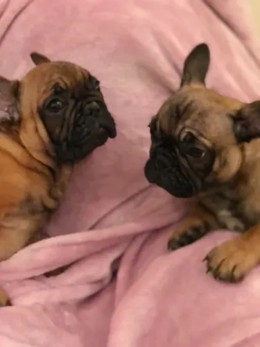 Filhotes de Bulldog Francês disponíveis! Chama no WhatsApp para fotos e vídeos agora!