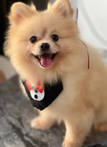 Spitz Alemão Adulto Macho