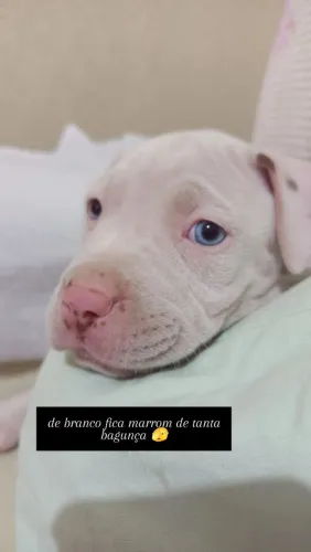 Pitbull Macho