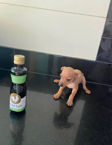 pinscher 0
