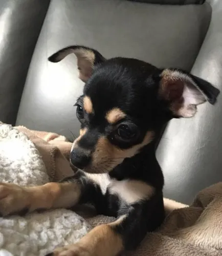 Cãozinho Pinscher/Pincher dócil e saudável pronto para entrega imediata