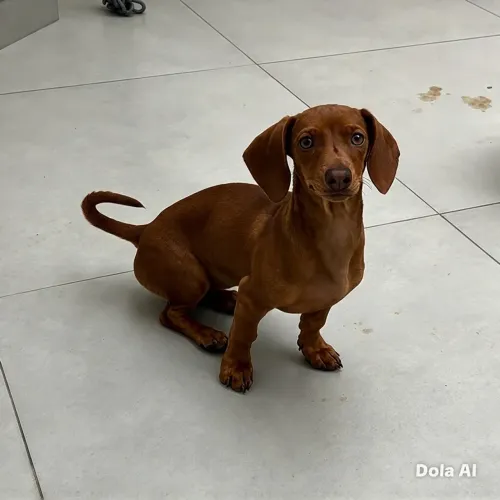 Vendo filhotes de Dachshund (salsicha)