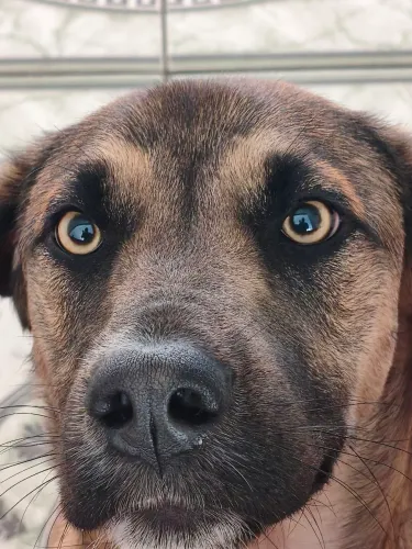 Doação de cachorro