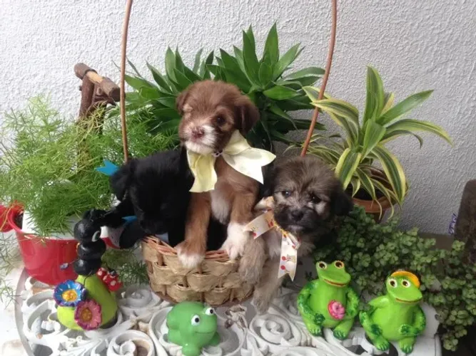 Cachorro Shitzu com maltês caminha brinde