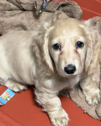 dachshund pelo longo creme