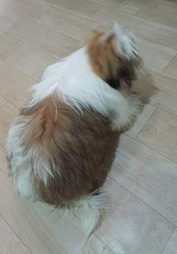Filhote Shih Tzu Top