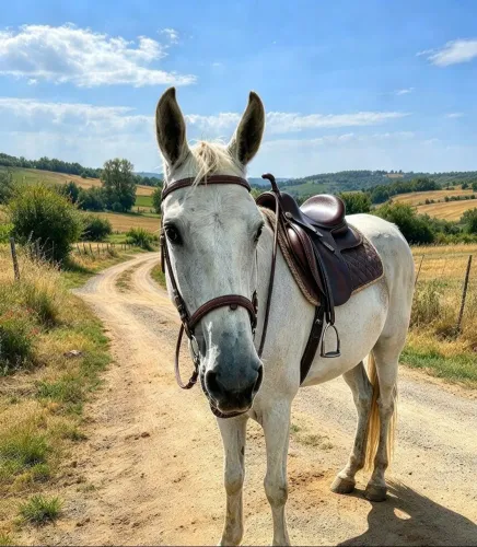 Cavalo Campolino mangalarga mineira, 5 anos
