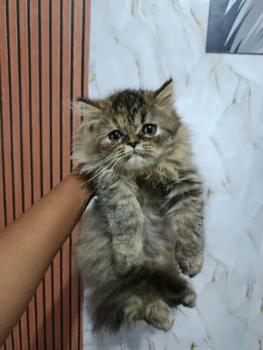 Filhote de gato Persa fêmea 