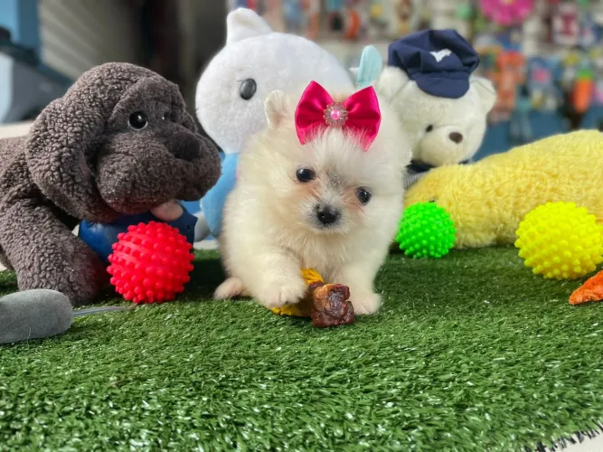 Spitz alemão mini fêmea com a carteirinha de vacinação 