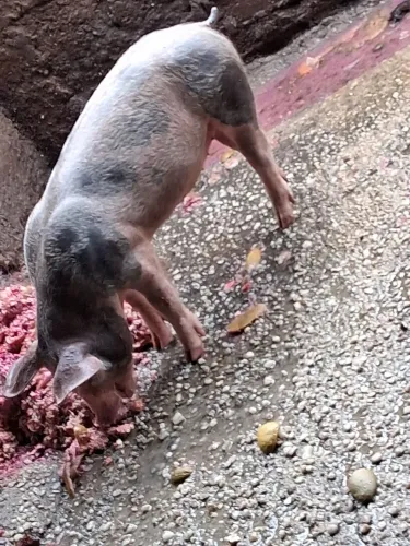 Vendo leitoa