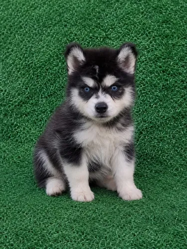 Husky macho Wooly