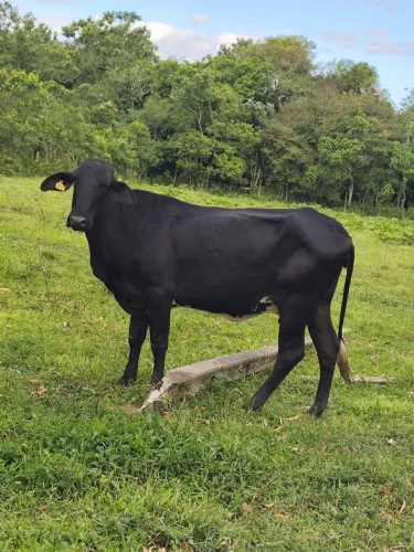 Vacas a venda