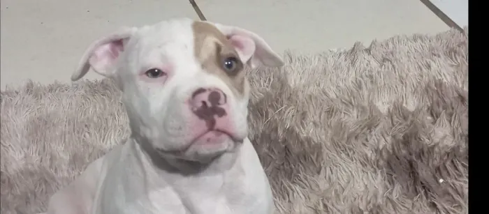 Filhote de PitBull 