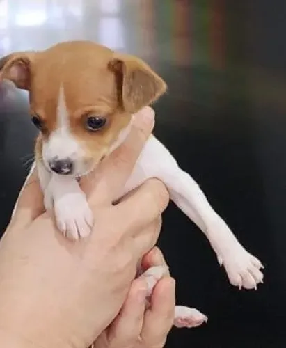 Pinscher raridade