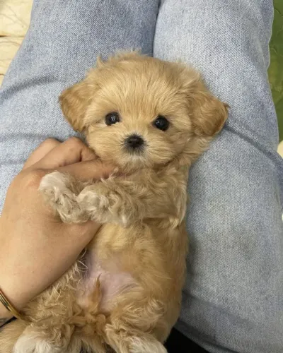Filhotes de Shih Tzu | Filhotes lindos demais!