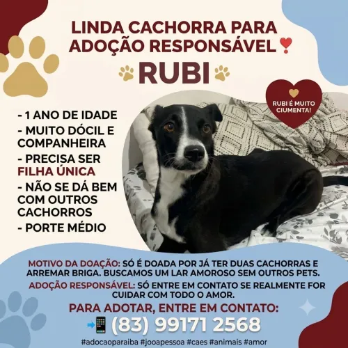 Cachorrinha super dócil para adoção 
