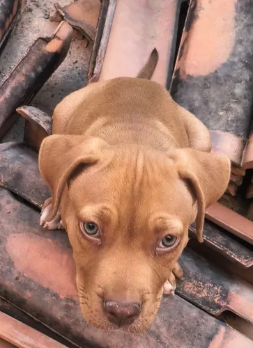 Vendo filhote pitmonster pai e mãe com pedigree