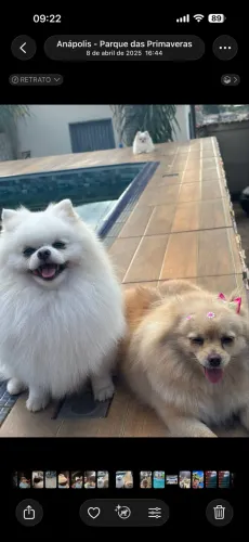 Spitz Alemão Lulu da Pomerania Anão 