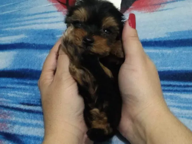 Perfeitos filhotes de yorkshire bibelô miniatura com pedigree raridade de encontrar!