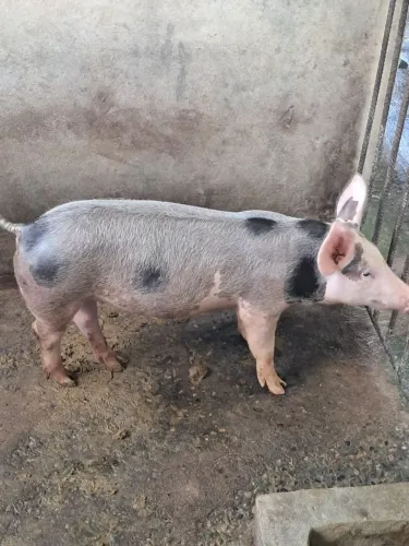 porco 130kg
