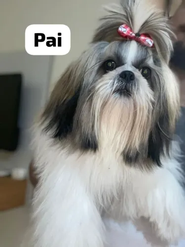 VENDO FILHOTES DE SHIH TZU 60 dias PUROS