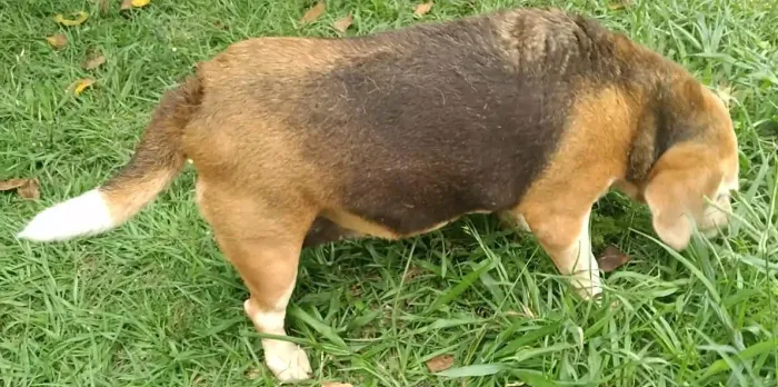 Doa -se Beagle Fêmea