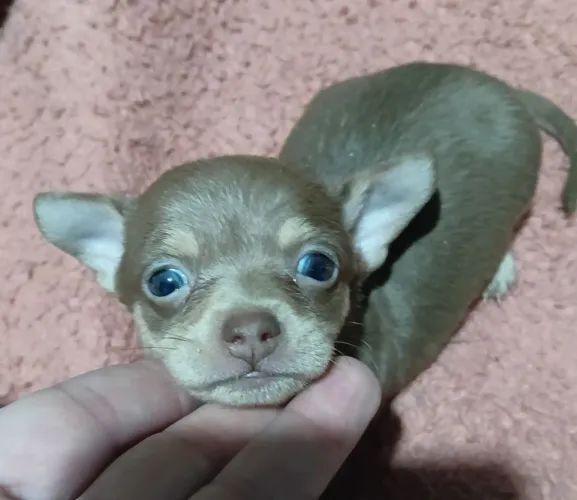 Pinscher Miniatura fêmea