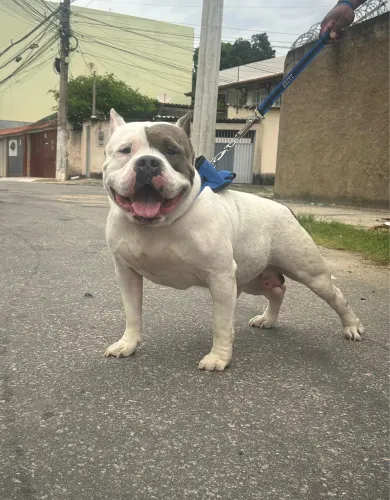** URGENTE HOJE** Filhote American Bully