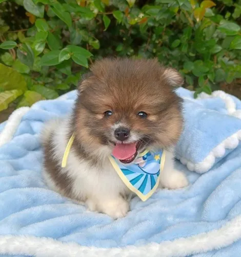 Lulu da Pomerânia