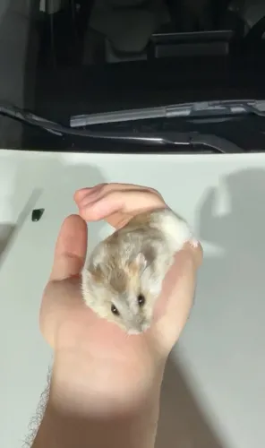 Hamster anão russo