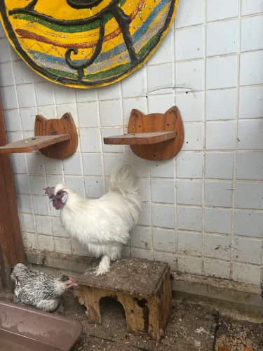 Galo sedosa do Japão 