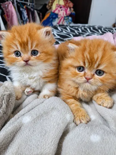 Lindos Filhotes de Gato Persa