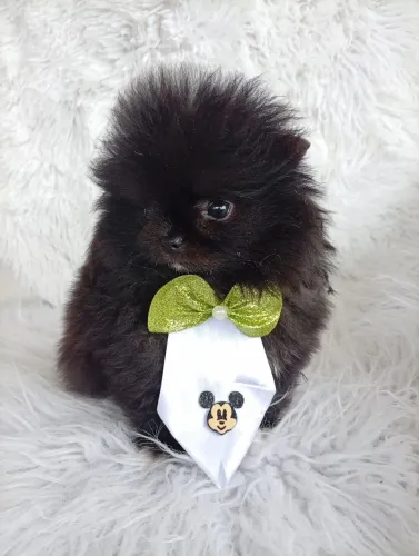 Lulu da Pomerânia Anão