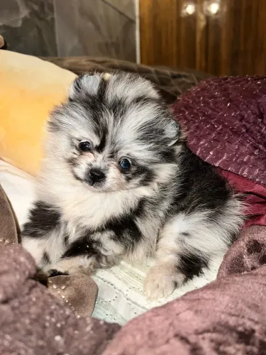 Filhote de Lulu da pomerania black merle