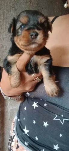 Cachorro Yorkshire pelagem macia macho micro os interessados deixe seu contato