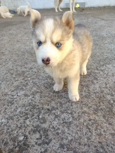 Filhotes de Husky Siberiano com Olhos Azuis