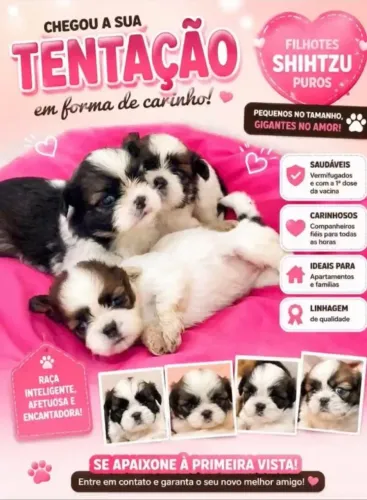 Vende-se cachorro raça: SHITZU