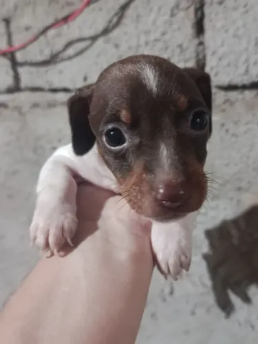 Pincher machinho