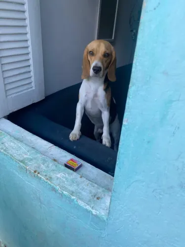 Cachorro raça beagle 