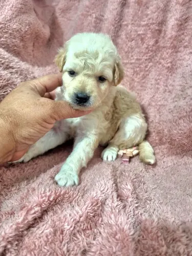 Poodle micro Lindos filhotes