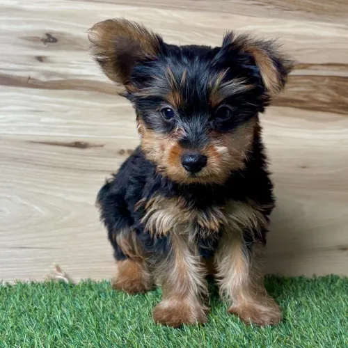 Yorkshire Terrier/ O presente mais carinhoso 