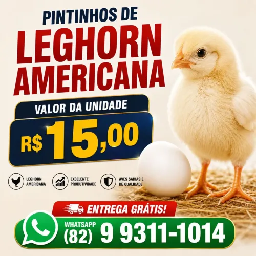 Pintinhos de Leghorn Americana 