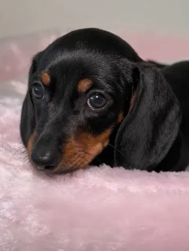 Teckel dachshund preta e canela 