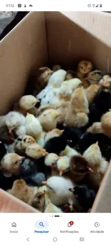 Pintinhos caipira 8 reais cada 
