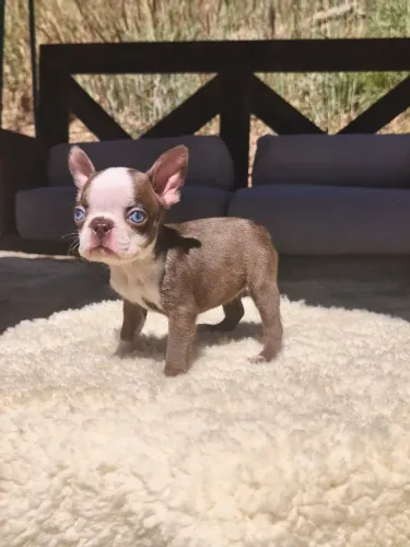 Boston Terrier Disponível 
